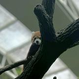 (Category: ) located in . Submitted by redpanda24 (Listing ID 1337954445, Image 1). Description: .