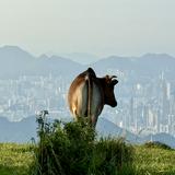 （分類：）位於 。 由 ed_ed1 提交（商品編號 1380291806，圖片 1）。簡介： 。