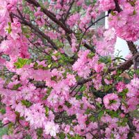 (Category: ) located in . Submitted by spring899 (Listing ID 1374709892, Image 1). Description: .