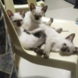 (Category: ) located in . Submitted by edayz709 (Listing ID 1373613547, Image 1). Description: .