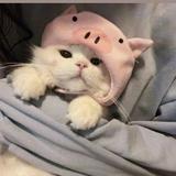 (Category: ) located in . Submitted by peachypaws (Listing ID 1380571581, Image 1). Description: .