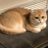 (分類:)位於 。 由 issacmamba 提交(商品編號 1469053637,圖片 1)。簡介: 。