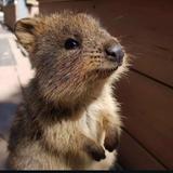 由 quokka_yi (刊登 ID 1380394184，圖片 1) 提交，位於 的 (類別：)，說明：。