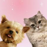 由 wepettw (刊登 ID 1386042786，圖片 1) 提交，位於 的 (類別：)，說明：。