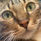 由 threelegcat (刊登 ID 1323837606，圖片 1) 提交，位於 的 (類別：)，說明：。
