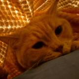 (Category: ) located in . Submitted by eggmayoz (Listing ID 1380391814, Image 1). Description: .