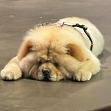 由 joe1757 (刊登 ID 1358806530，圖片 1) 提交，位於 的 (類別：)，說明：。