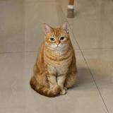 由 leidykim (刊登 ID 1384600115，圖片 1) 提交，位於 的 (類別：)，說明：。