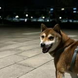 由 belle_wa (刊登 ID 1460893100,圖片 1) 提交,位於 的 (類別:),說明:。