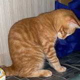 (Category: ) located in . Submitted by hydrangea0325 (Listing ID 1466091126, Image 1). Description: .