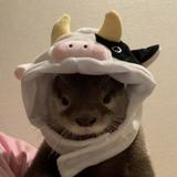 (Category: ) located in . Submitted by j3llyf1sh (Listing ID 1338027822, Image 1). Description: .
