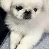由 kexin_lai (刊登 ID 1328515823，圖片 1) 提交，位於 的 (類別：)，說明：。