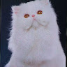 (Kategori: ) berada di . Dikirim oleh gladys_vienna (ID iklan 1347788242, Gambar 1). Deskripsi: .
