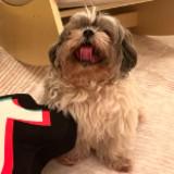 (Category: ) located in . Submitted by mr.mochi (Listing ID 1380681030, Image 1). Description: .