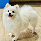 (Category: ) located in . Submitted by pro.man (Listing ID 1368401833, Image 1). Description: .