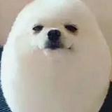 (Category: ) located in . Submitted by totallynotagamer (Listing ID 1325906194, Image 1). Description: .
