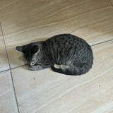（分類：）位於 。 由 bilubilufu 提交（商品編號 1376364860，圖片 1）。簡介： 。