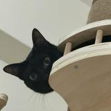 (Category: ) located in . Submitted by panpan1821768 (Listing ID 1385898127, Image 1). Description: .