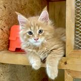 (Kategori: ) berada di . Dikirim oleh bellacoon (ID iklan 1363570192, Gambar 1). Deskripsi: .