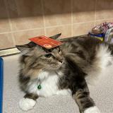 (Category: ) located in . Submitted by sofea287 (Listing ID 1371212290, Image 1). Description: .