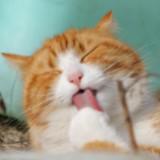 （分類：）位於 。 由 cat_mw 提交（商品編號 1341430813，圖片 1）。簡介： 。