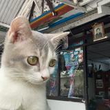 (Kategori: ) berada di . Dikirim oleh khairunnis80614 (ID iklan 1383121128, Gambar 1). Deskripsi: .