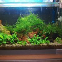 (分類:)位於 。 由 mingau5016955 提交(商品編號 1464386542,圖片 1)。簡介: 。