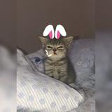 (Category: ) located in . Submitted by smokingsleepycat (Listing ID 1377263384, Image 1). Description: .