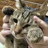 由 wuhiu3834 (刊登 ID 1381599973，圖片 1) 提交，位於 的 (類別：)，說明：。