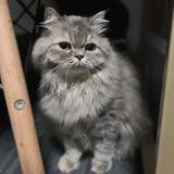 (Category: ) located in . Submitted by jczwen (Listing ID 1382683260, Image 1). Description: .