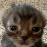 (Category: ) located in . Submitted by pigletthedog (Listing ID 1356730674, Image 1). Description: .