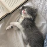 (Category: ) located in . Submitted by miaowmiow (Listing ID 1384317002, Image 1). Description: .