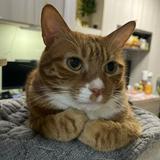 （分類：）位於 。 由 tata_ta 提交（商品編號 1209546379，圖片 1）。簡介： 。