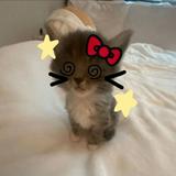 (Category: ) located in . Submitted by klai.ee (Listing ID 1375593968, Image 1). Description: .