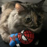 (Category: ) located in . Submitted by pooksaurus (Listing ID 1381268638, Image 1). Description: .