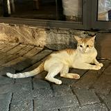 （分類：）位於 。 由 hohoyeahyeah_ 提交（商品編號 1363142582，圖片 1）。簡介： 。