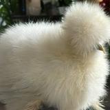 (Category: ) located in . Submitted by silkie_chickens (Listing ID 1369272270, Image 1). Description: .