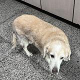 由 vkkyy (刊登 ID 1384282830，圖片 1) 提交，位於 的 (類別：)，說明：。