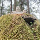 （分類：）位於 。 由 zwongzz 提交（商品編號 1326069074，圖片 1）。簡介： 。