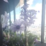 （分類：）位於 。 由 flora835 提交（商品編號 1368052810，圖片 1）。簡介： 。