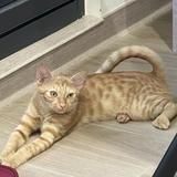 由 lily900219 (刊登 ID 1378634874，圖片 1) 提交，位於 的 (類別：)，說明：。