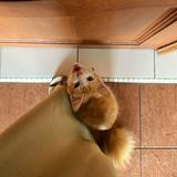 (Category: ) located in . Submitted by nsabina_ (Listing ID 1385939414, Image 1). Description: .