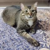 (Category: ) located in . Submitted by foffytoll (Listing ID 1379528927, Image 1). Description: .