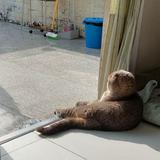 （分類：）位於 。 由 _.whyyyyy 提交（商品編號 1317855213，圖片 1）。簡介： 。