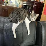 由 anne9510206512 (刊登 ID 1346693043，圖片 1) 提交，位於 的 (類別：)，說明：。