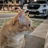 (Category: ) located in . Submitted by choipenglohh (Listing ID 1380376655, Image 1). Description: .