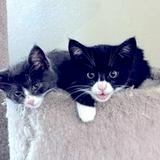 (Category: ) located in . Submitted by reuhinakje (Listing ID 1370669507, Image 1). Description: .