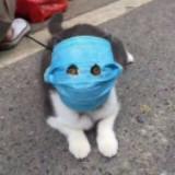 (Category: ) located in . Submitted by pokecatwoofwoof (Listing ID 1376766749, Image 1). Description: .