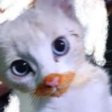 (Category: ) located in . Submitted by crucifical (Listing ID 1326518069, Image 1). Description: .