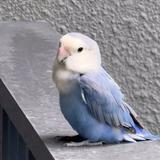 (Category: ) located in . Submitted by goldenhour11 (Listing ID 1378638509, Image 1). Description: .